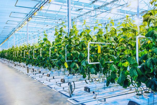 Farm Automation Solution - Enhance productivity with automation